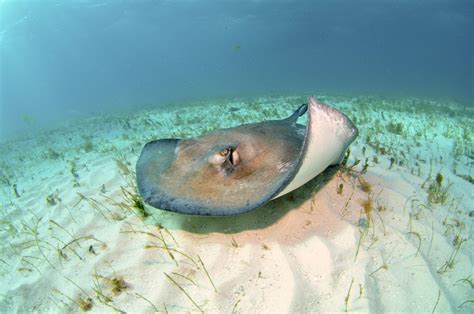 Are Stingrays Dangerous Debunking The Myths Behind Stingrays