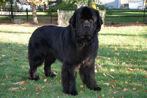 8 Large Dog Breeds That Are Big Babies