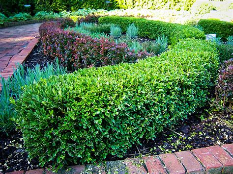 Wintergreen Boxwood For Sale The Tree Center
