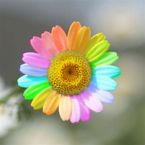 Rainbow Daisies Rainbow Daisy By Rosie311 Exotic Flowers Pretty