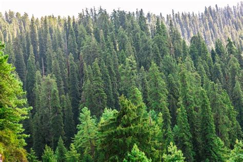Pine Tree Forest On Mountain Slopes Of Himalayas Mountains Near