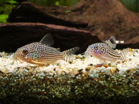Corydoras 鼠魚 Corydoras Sterbai 金珍珠鼠