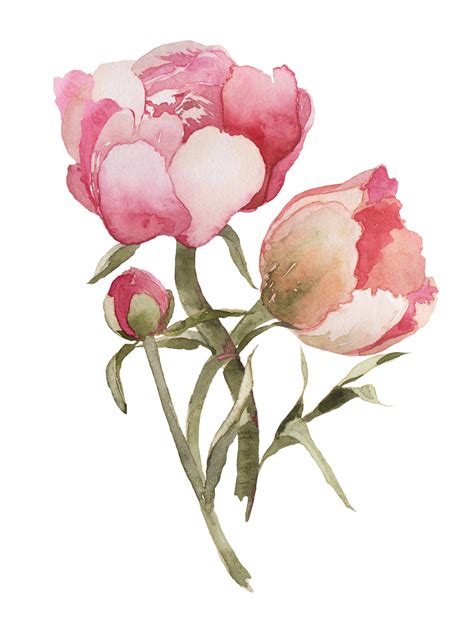 Peonies clipart painted, Peonies painted Transparent FREE for download on WebStockReview 2021