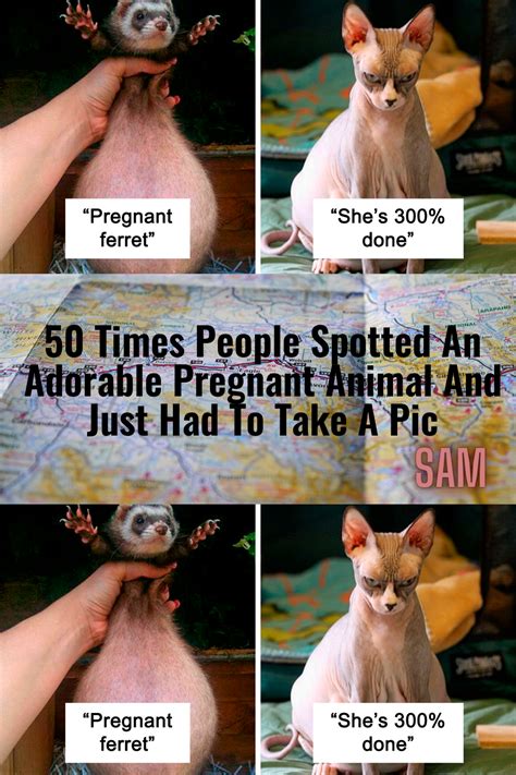 50 Times People Spotted An Adorable Pregnant Animal And Just Had To