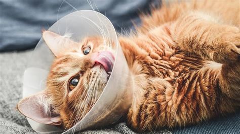 Signs Of Infection After Neutering A Cat Cat Care Clinic