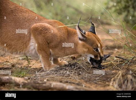 Caracal Hunting Prey Hi Res Stock Photography And Images Alamy