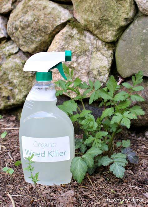 3 Ingredient Organic Weed Spray That Works Driven By Decor