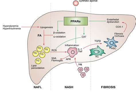 Figure 3 From Molecular Mechanism Of PPARa Action And Its Impact On