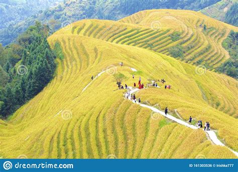 Longji Rice Terraces In Guangxi Province China Editorial Photo Image