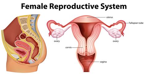 Diagram Showing Female Reproductive System Download Free