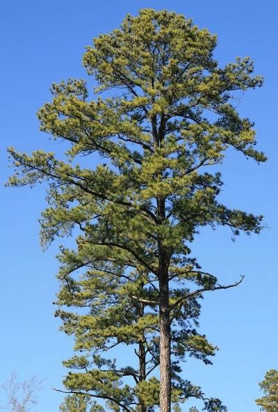 Loblolly Pine Facts Growth Rate Description Uses Pictures