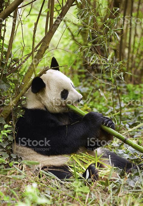 Giant Panda Eating Bamboo Stock Photo Download Image Now Istock