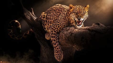 Cats Jaguar Big Cat Leopard Wildlife Predator Animal Hd