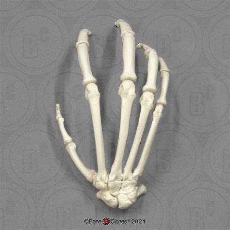 Bonobo Hand Articulated Rigid Bone Clones Inc Osteological
