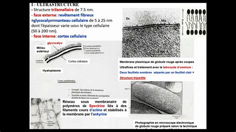 Biologie Cellulaire S1 Membrane Plasmique 1 Ultrastructure Vidéo