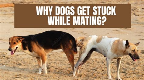 How Can You Tell If Your Dog Just Mated