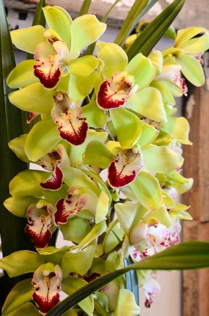 Cymbidium Orchid For Sale In Florida
