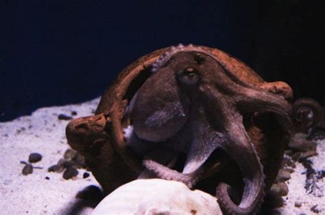 Video Fish Vs Octopus See How Octopus Bullies Fish By Punching It