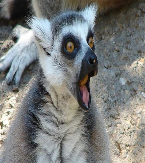 20 Animals Making Some Seriously Crazy Faces