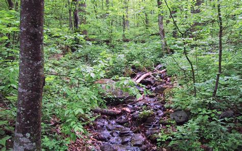 Free Download Forest Stream Wallpaper 83772 2560x1600 For Your