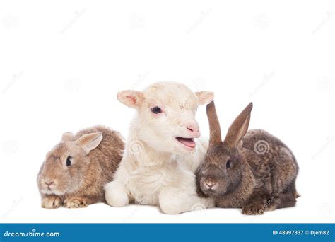 Lamb And Rabbits Stock Photo Image 48997337