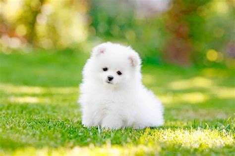 Cute Puppy Backgrounds For Android Apk Download