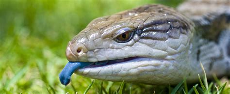Blue Tongued Skink Lehigh Valley Zoo