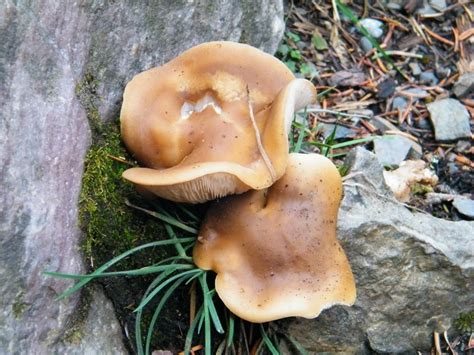 Canadian Magic Mushrooms Photo