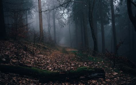 Download Wallpaper 3840x2400 Forest Fog Path Autumn
