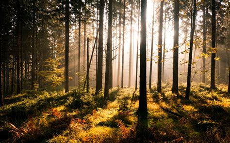 Landscapes Forest Sun Light Beams Rays Wallpapers Hd Desktop And