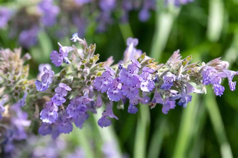 It may also refer to. Catmint Plant Varieties