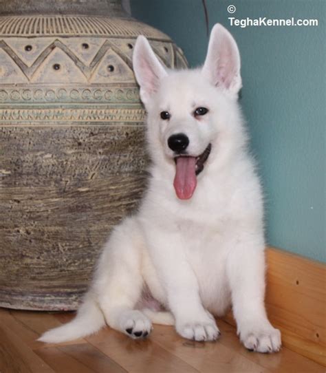 White German Shepherd Puppy For Sale Dog Kennel