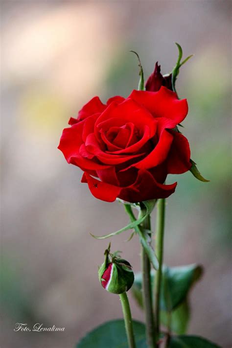 O Que Significam As Rosas Vermelhas Rosas Vermelhas São Flores De