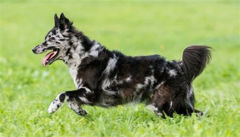 14 Most Rare Dog Breeds On The Planet And Some That Are Endagered