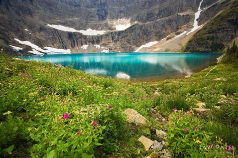 Spring Bloom Iceberg Lake Glacier National Park Mt Great Places