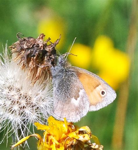 Small Heath Coenonympha Pamphilus Hoe Grange Quarry A N Flickr