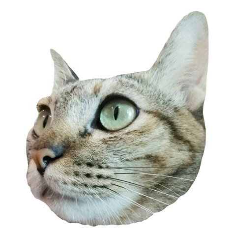 Cat Face Transparent Background