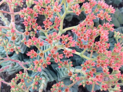 Crassula Moonglow World Of Succulents