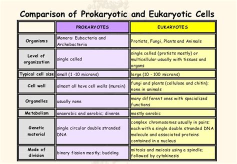 Difference Between Eukaryotic Cell And Prokaryotic Cell