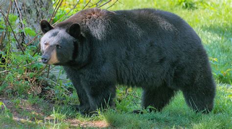Black Bears Grandfather Mountain