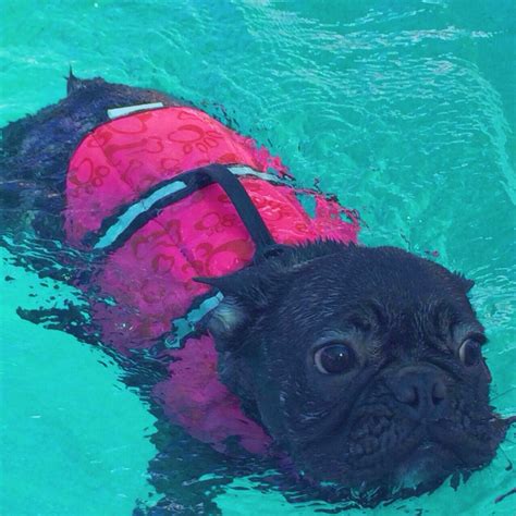 This breed is unable to swim because it is so top heavy. My name is CHEETAH | Bulldog, French bulldog, French ...