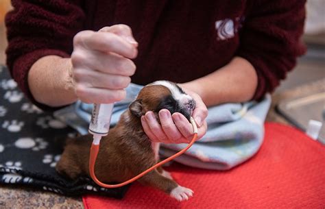 Puppy Cleft Palate Best Friends Animal Society