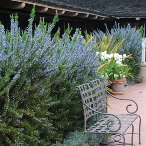 1 X Rosmarinus Officinalus Tuscan Blue Rosemary Evergreen Shrub Plant