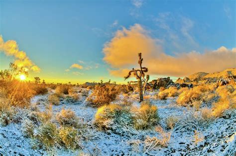 Sunrise In Snowy Desert Photo By Connie Cooper Edwards Joshua Tree