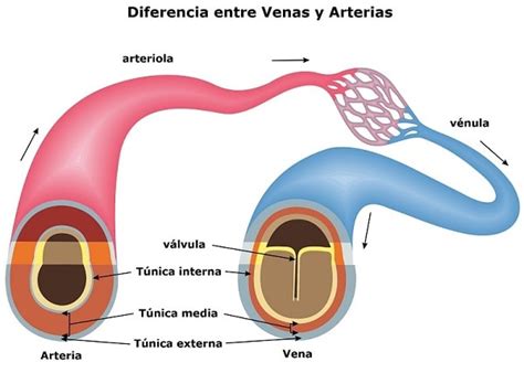 Venas Y Arterias Diferencias