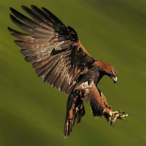 Golden Eagle Landing By Ronald Coulter On 500px Wild Birds Eagle