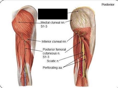 Gluteal Region Posterior Thigh Monday Flashcards Quizlet