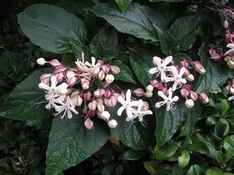 Sembrano un branco di astilbes appeso da un albero! Fiori profumati, l'aroma delle stagioni | Piante da ...