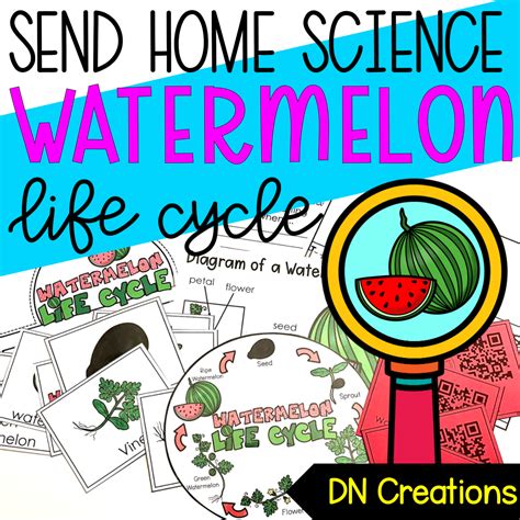 Watermelon Flower Diagram