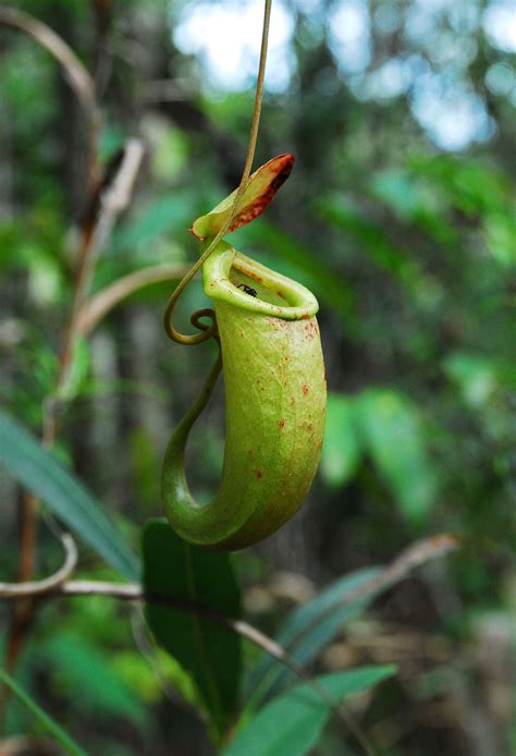 This type of pitcher plant contains more than 170 species. Nepenthes bellii - Wikispecies